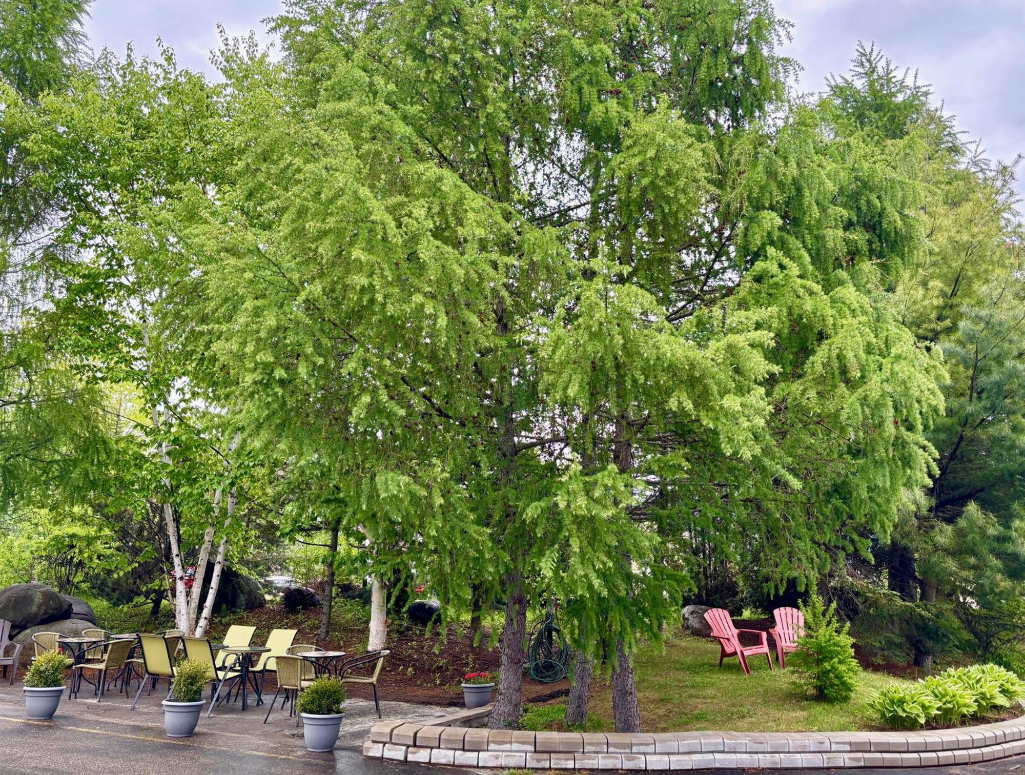 Motel Boutique Hygge Baie-Saint-Paul Exteriör bild